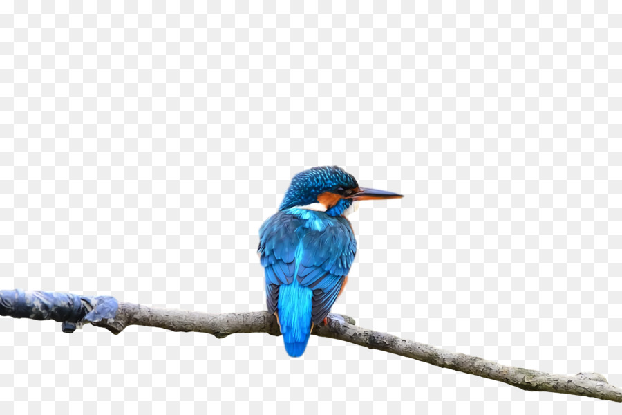 Pájaro Azul，Rama PNG