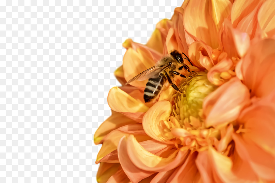 La Miel De Abeja，Dalia PNG