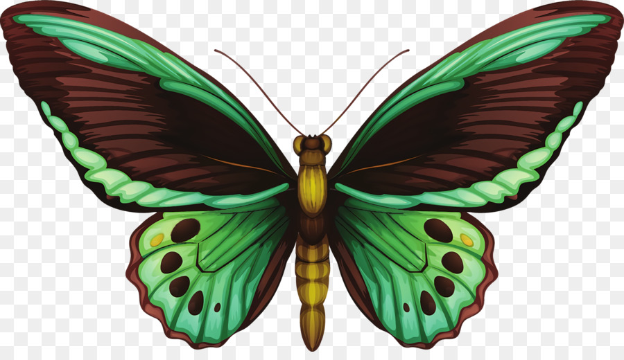 Las Mariposas，Ornithoptera Priamus PNG