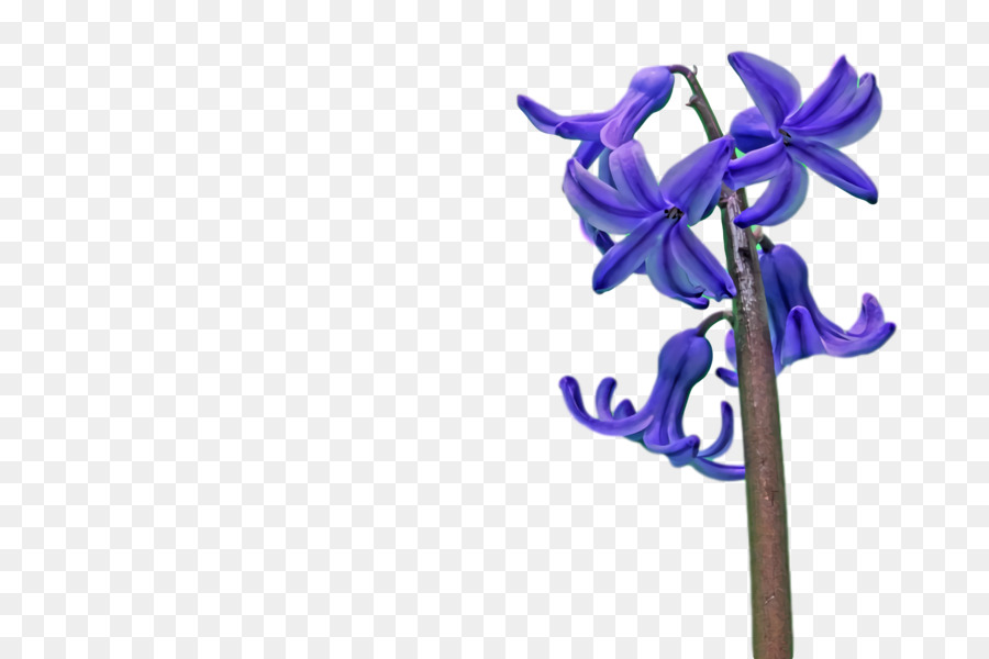 Cortar Flores，Vástago PNG