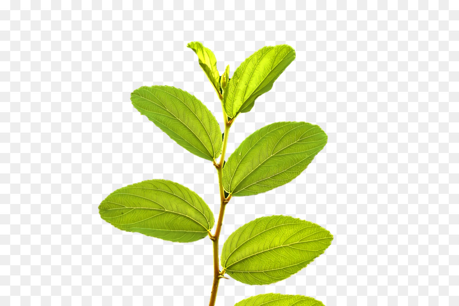 Hojas Verdes，Planta PNG