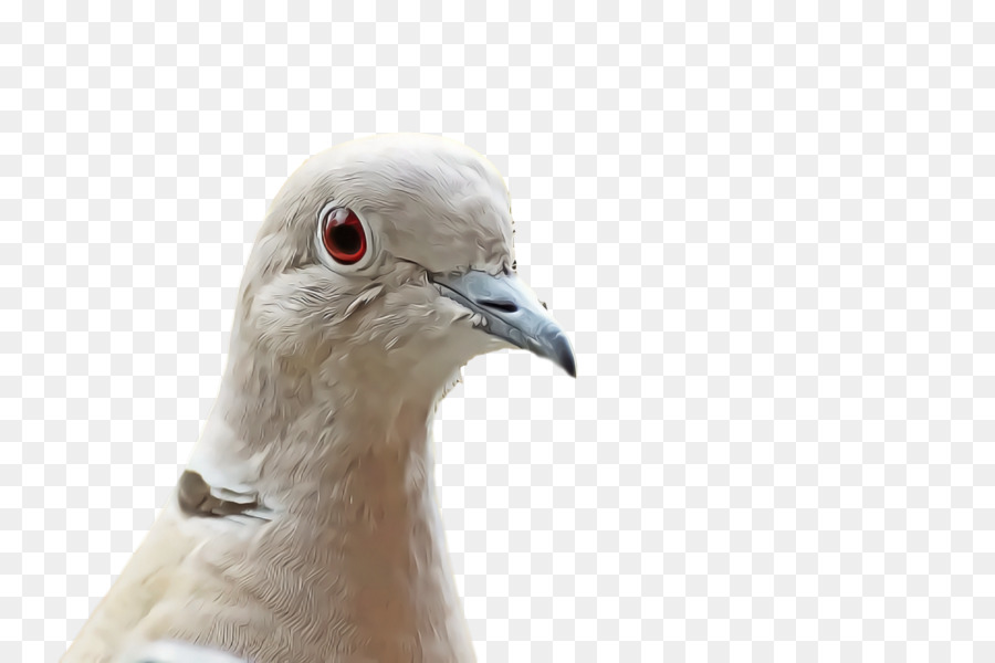 Pico，Aves PNG