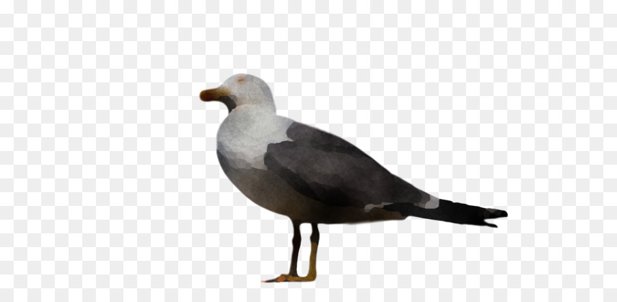 Gaviota，Aves PNG