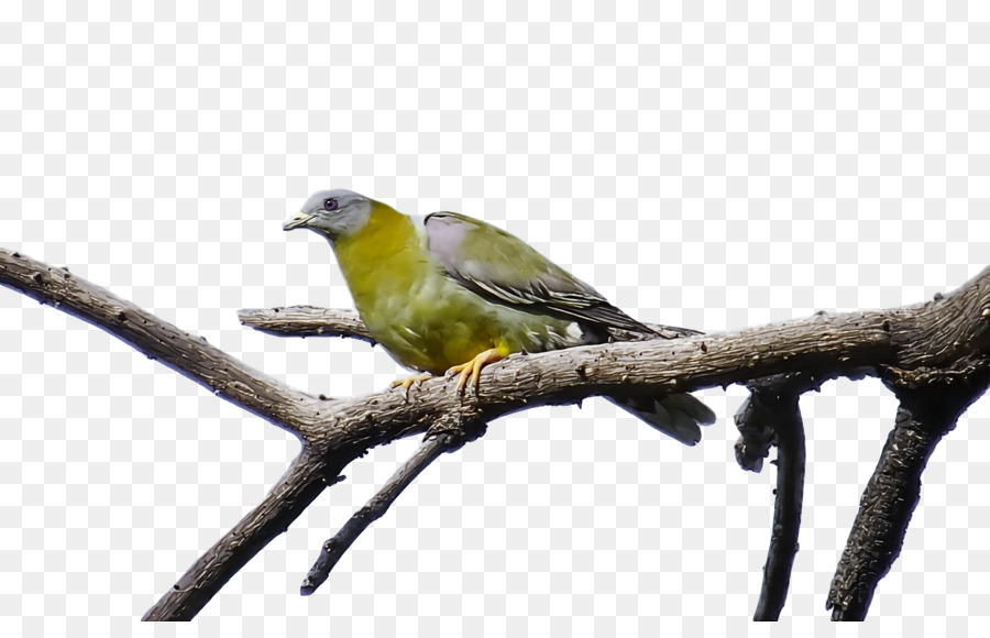 Budgericar，Aves PNG