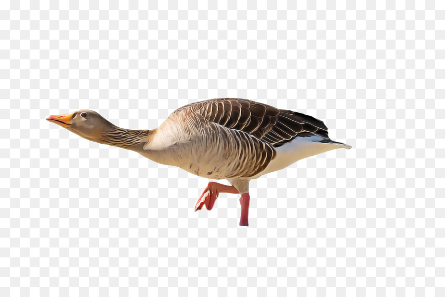 Ganso，Pato PNG