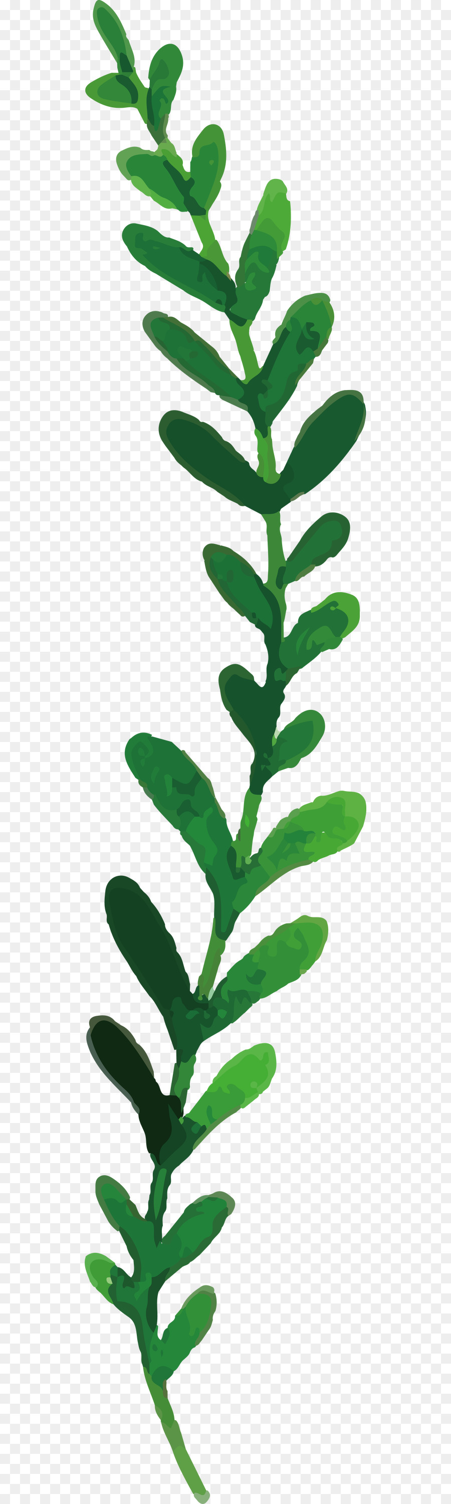 Hoja，Tallo De La Planta PNG