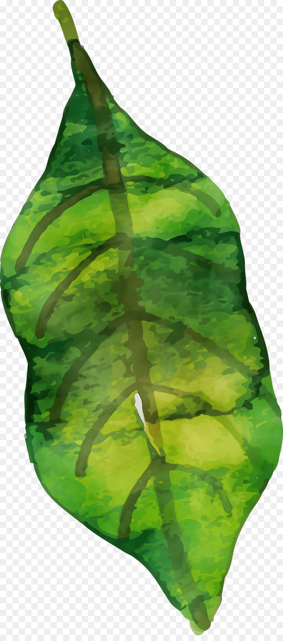 Hoja，Verde PNG