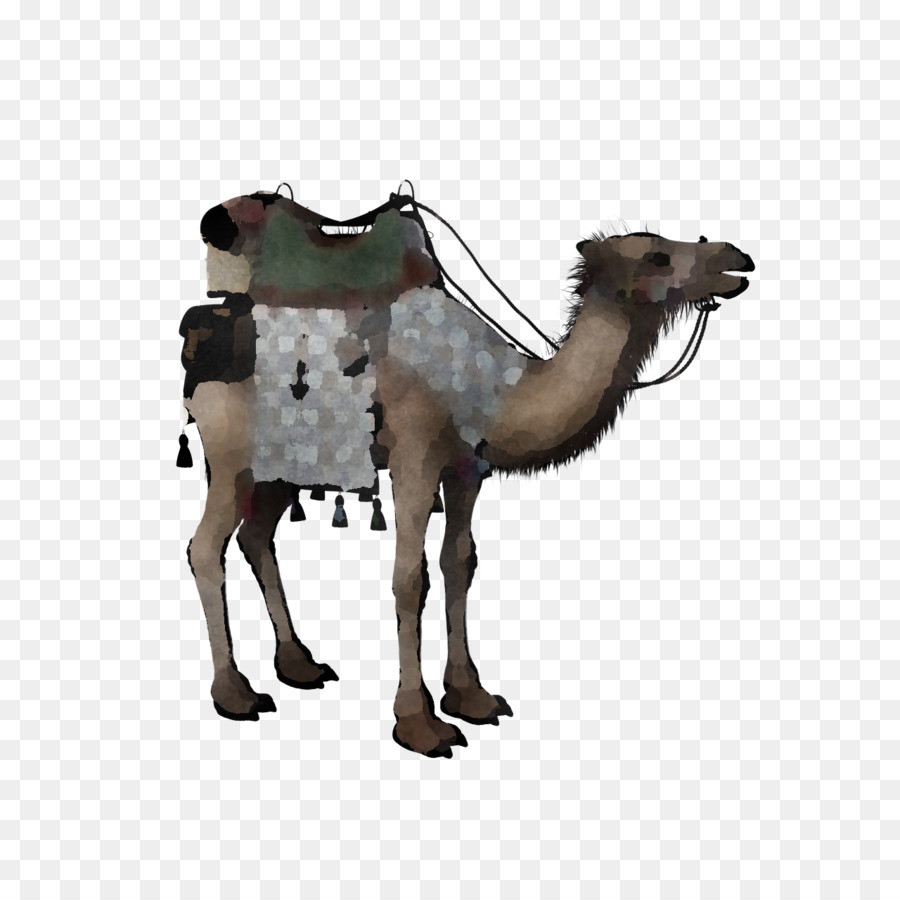 Dromedario，Jirafa PNG