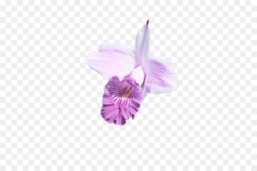 La Polilla De Las Orquídeas，Flor PNG