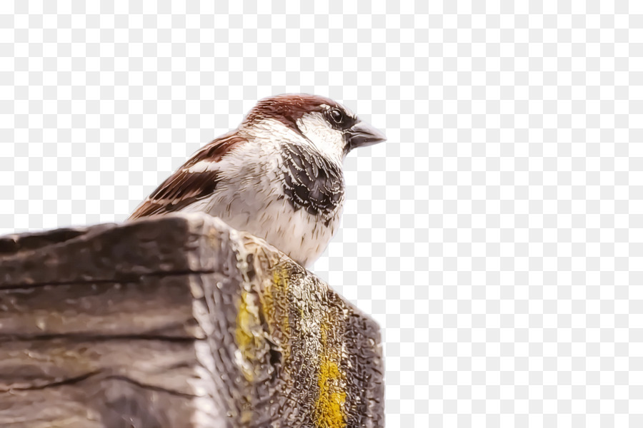 Gorrión，Aves PNG