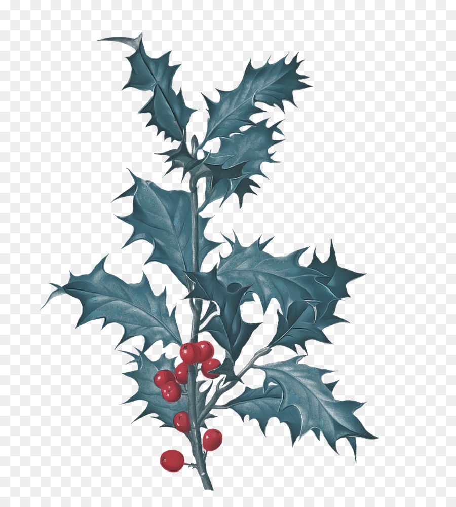 Hoja，Común Holly PNG