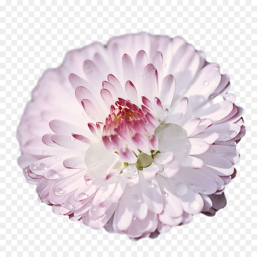 Dalia，Crisantemo PNG