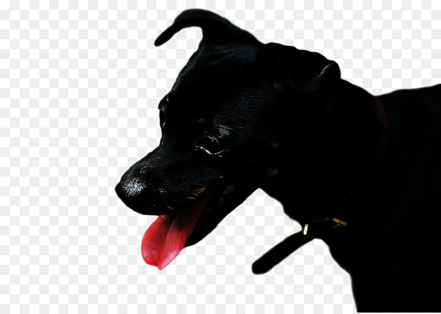 Labrador Retriever，Patterdale Terrier PNG