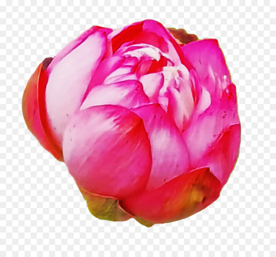 Cortar Flores，Rosa De Repollo PNG