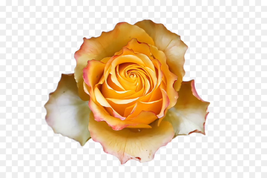 Rosa Blanca，Floración PNG