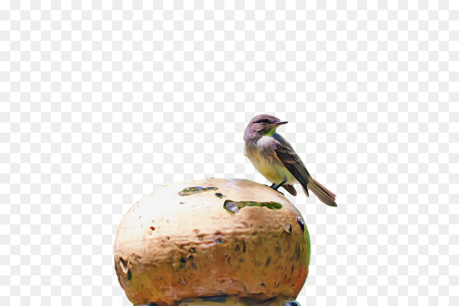 Aves，Pico PNG