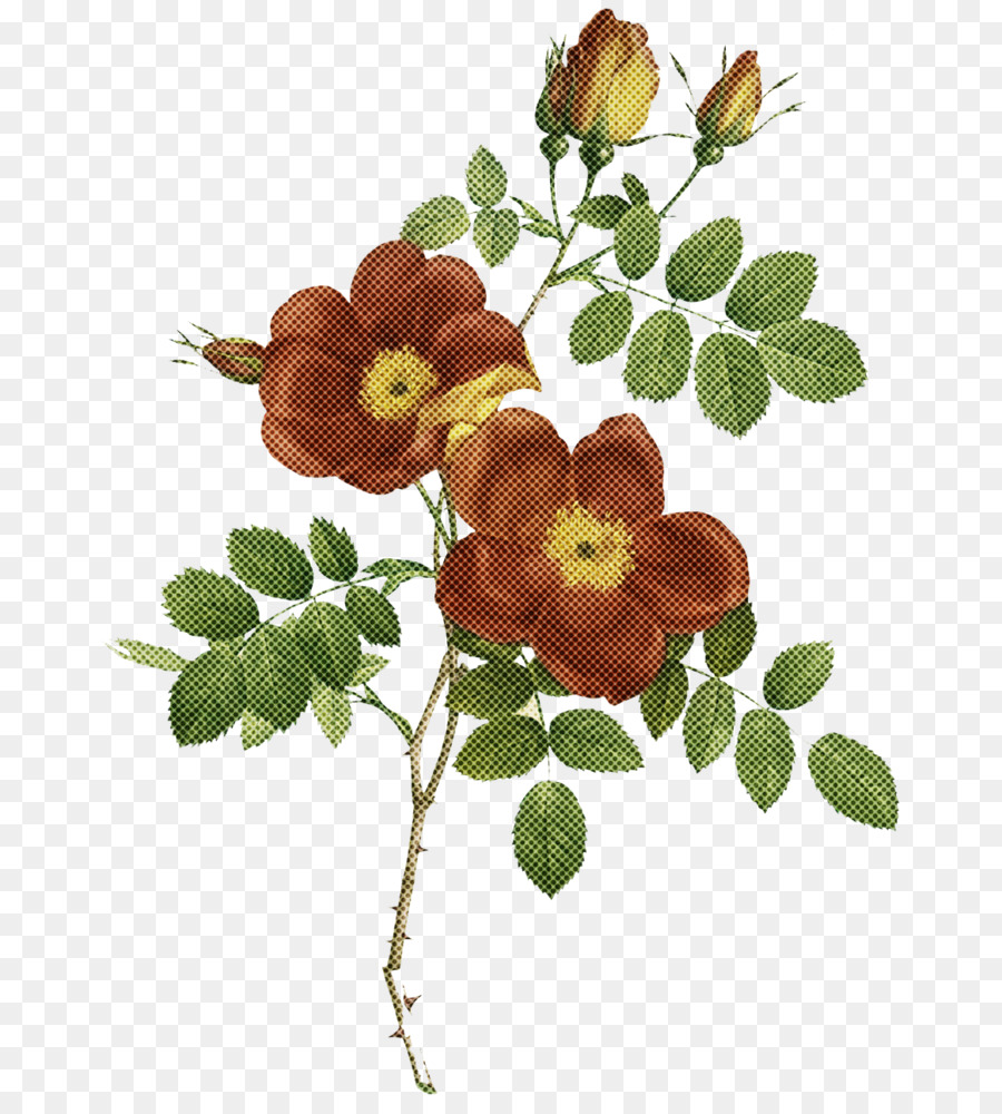 Diseño Floral，Exposición En Línea PNG