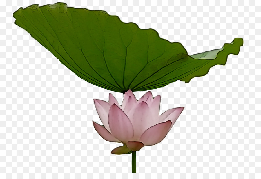 Flor，Hoja PNG