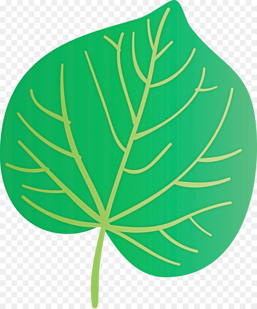 Repollo Verde，Frondoso PNG