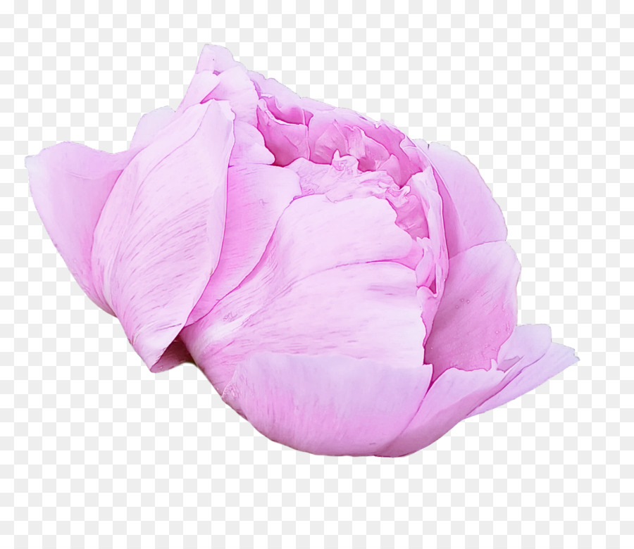 Rosa，Cortar Flores PNG