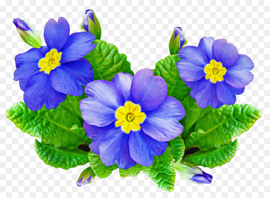 Flores Azules，Hojas Verdes PNG