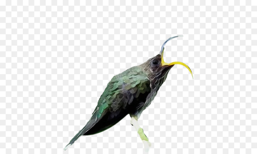 Los Colibríes，Los Cucos PNG