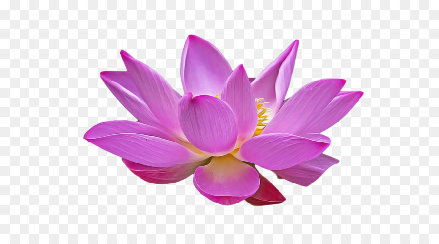 Flor，Violeta PNG