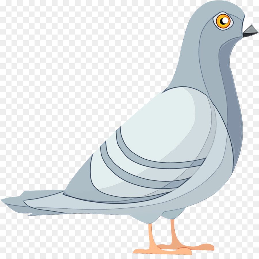 Las Aves Playeras，Los Patos PNG