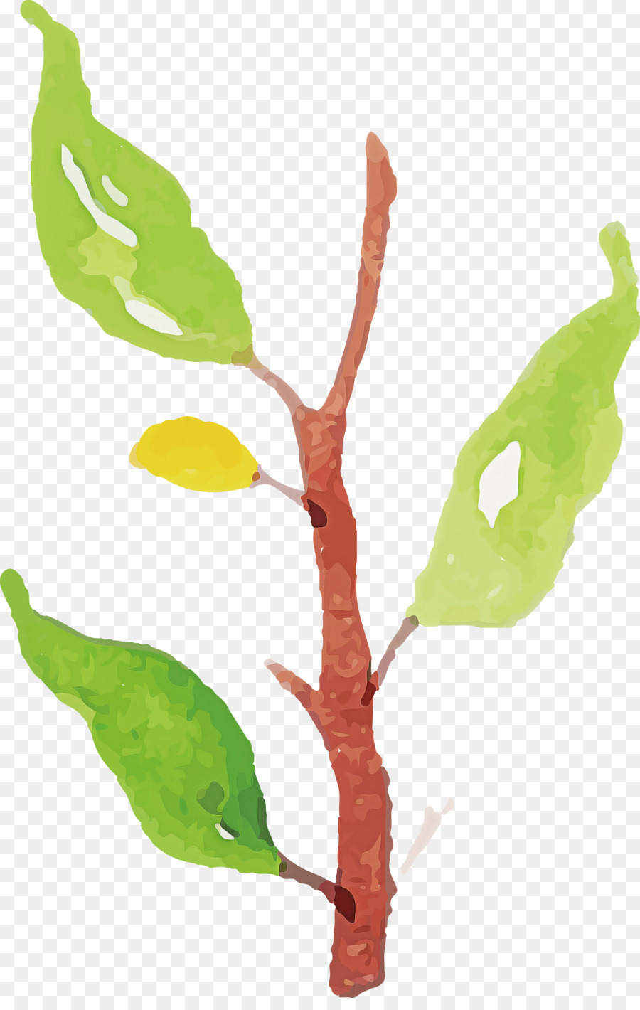 Hoja，Tallo De La Planta PNG