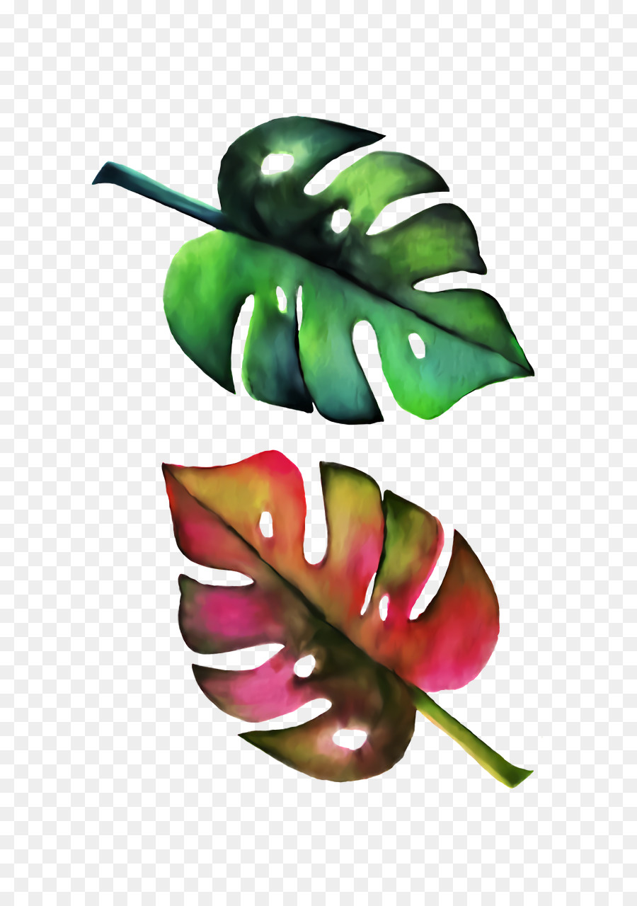 Vegetal，La Fruta PNG