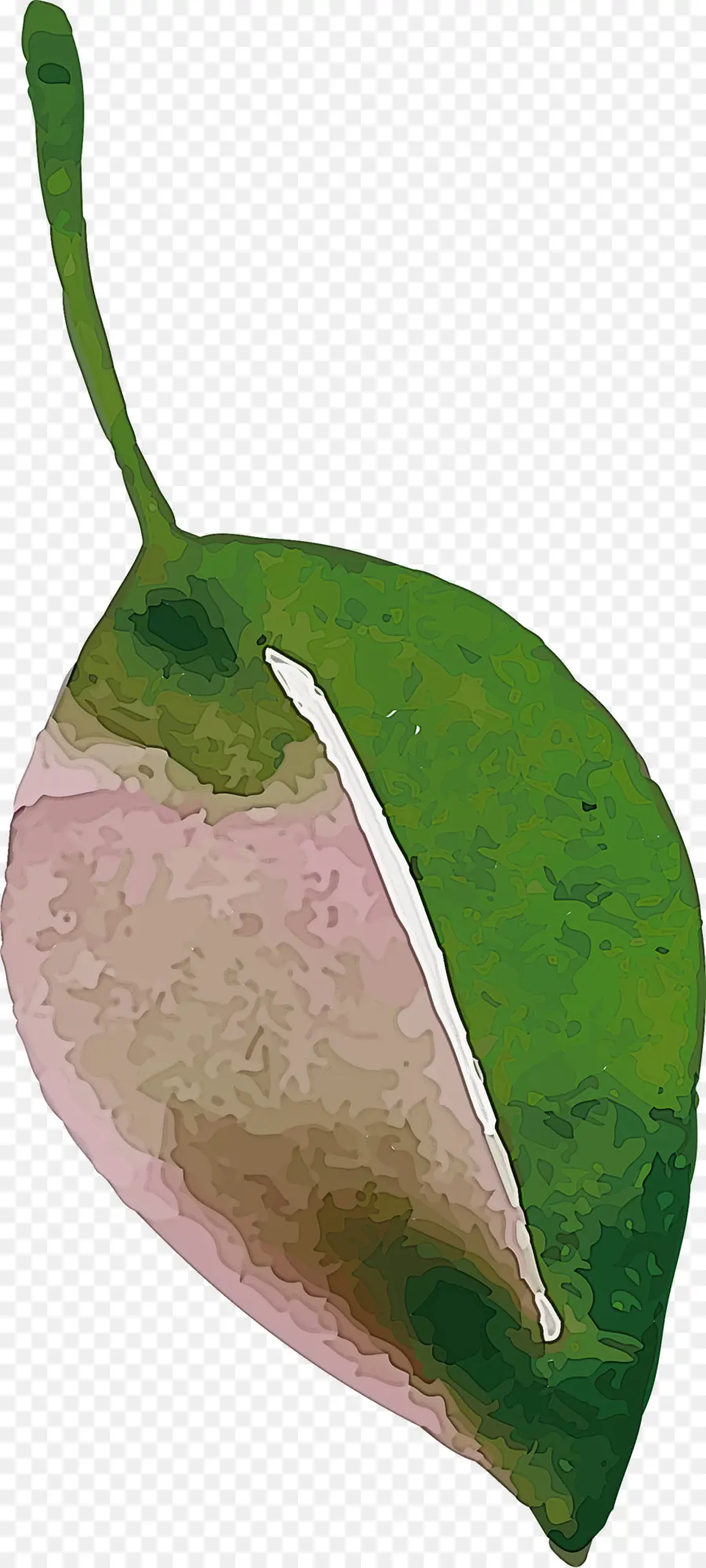 Hoja，La Fruta PNG