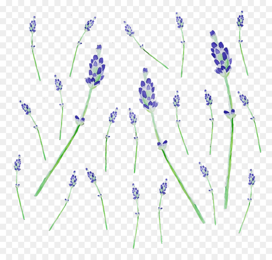 Lavanda，Púrpura PNG