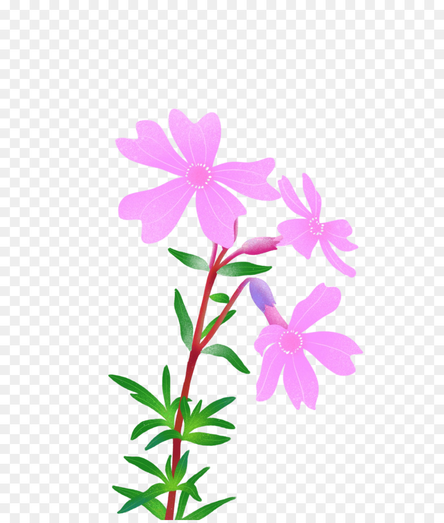 Flor，Florecer PNG