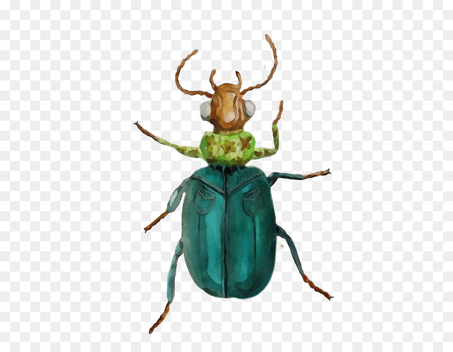 Los Insectos，Escarabajos PNG