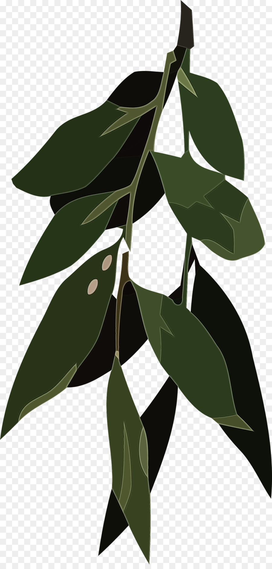 Hoja，Tallo De La Planta PNG