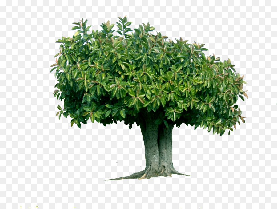 Árbol，Bosque PNG