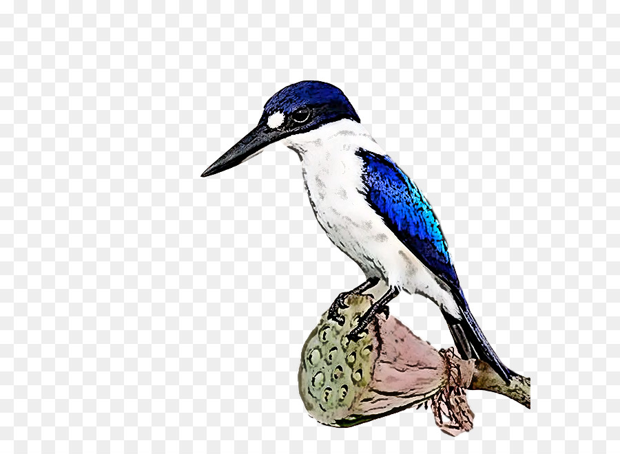 Coraciiformes，Pico PNG