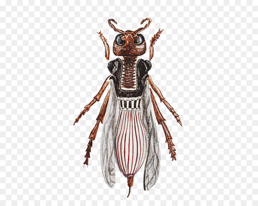 Los Insectos，Picudo PNG