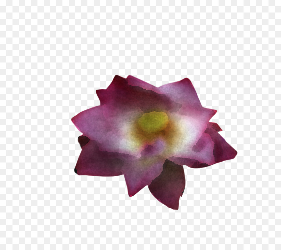 Las Flores Cortadas，Familia De Las Rosas PNG