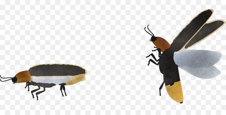 Polinizador，Netwinged Insectos PNG