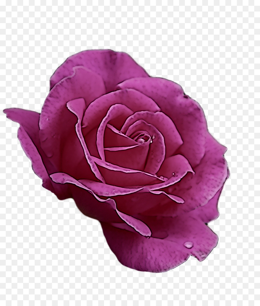 Rosa Rosa，Floración PNG