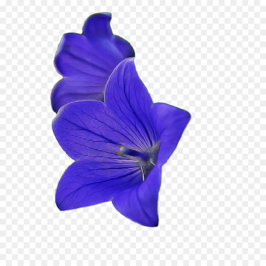 Flor Azul，Pétalo PNG