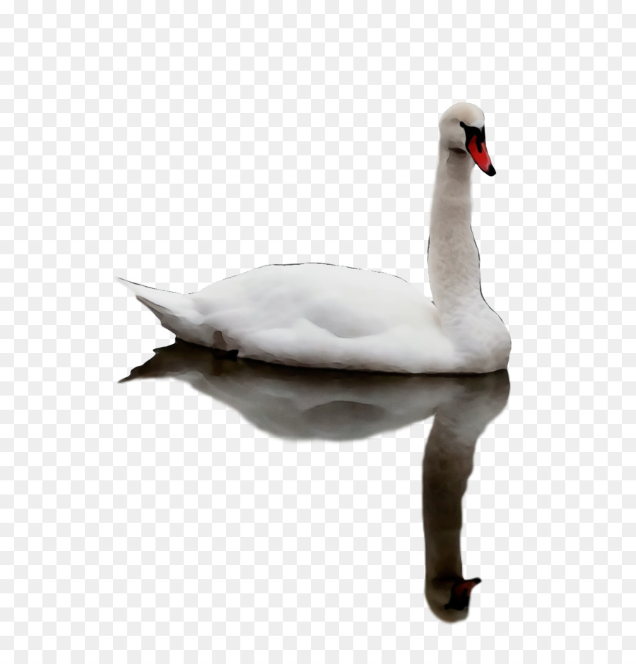 Los Cisnes，Ganso PNG