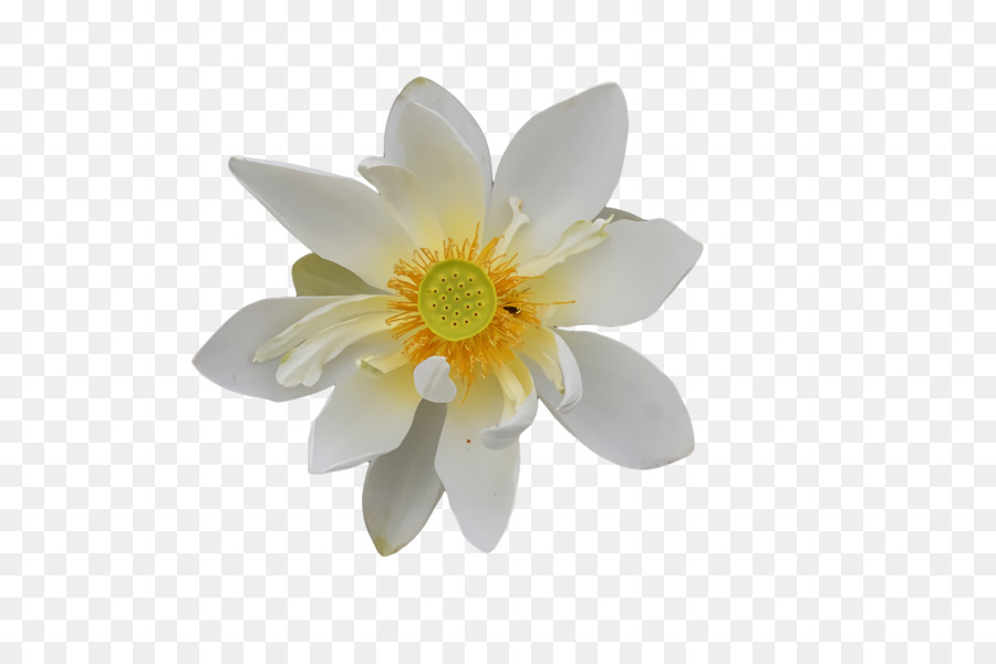 Blanco，Flor PNG