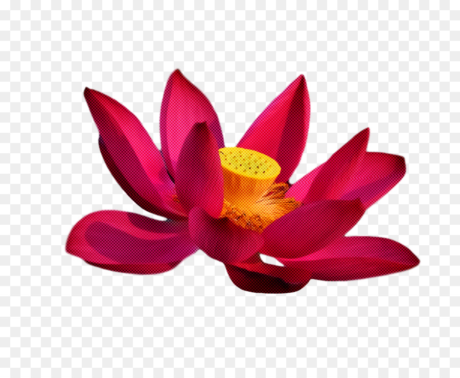 Loto Rosa，Floración PNG