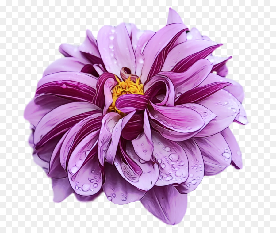 Dalia，Flor PNG