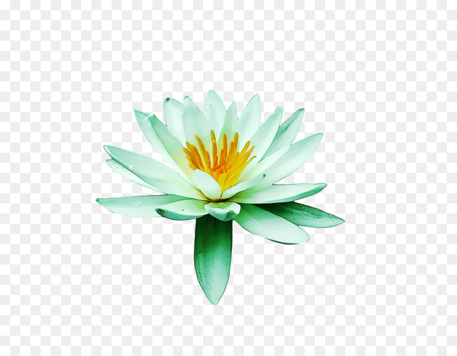 Flor，Daisy Familia PNG