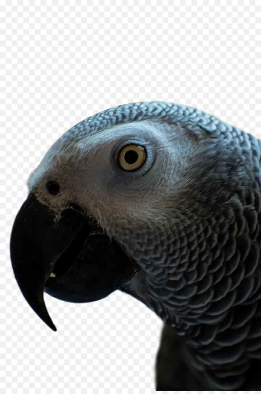 Los Loros，Loro Gris PNG