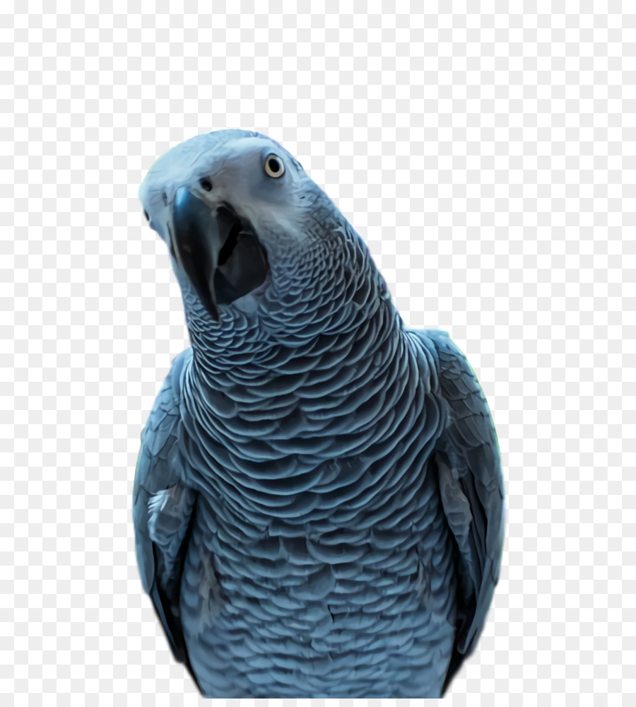 Guacamayo，Parakeet PNG