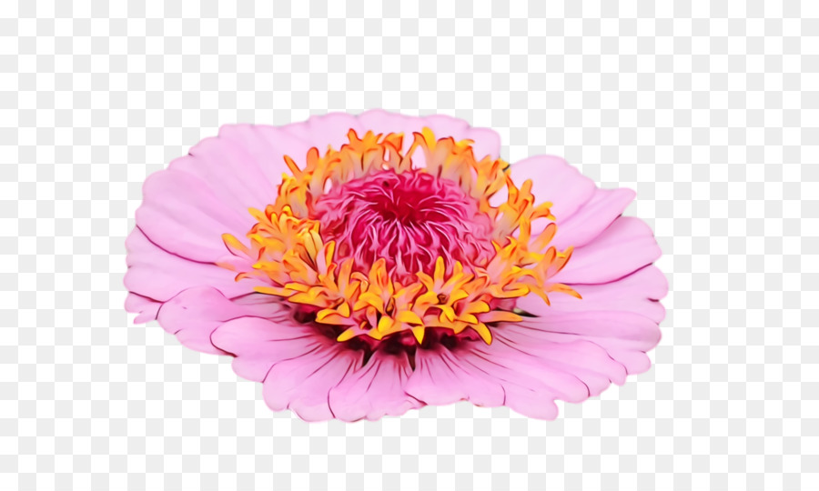 Transvaal Daisy，Las Flores Cortadas PNG